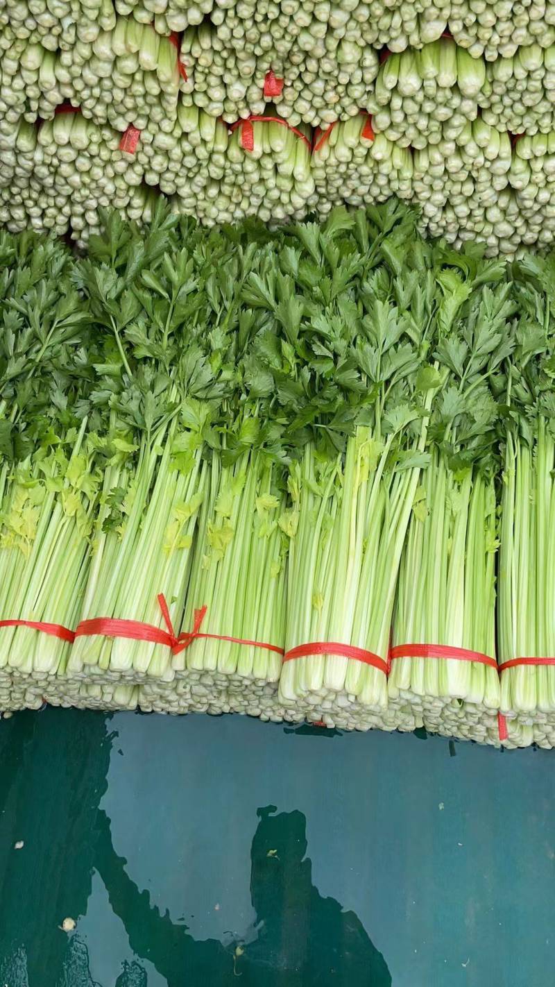 毛芹55cm以上大量上市产地直供一手货源对接市场商超
