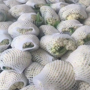 甘肃精品散花松花菜产地直发货源充足对接市场电商