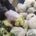 甘肃精品散花松花菜产地直发货源充足对接市场电商