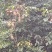 苦檀子又名：土大风子、冲天子、苦蚕子、猪腰子、日头鸡