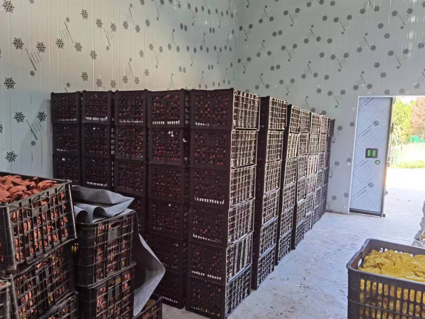 脆红李子家庭储存方法示意图