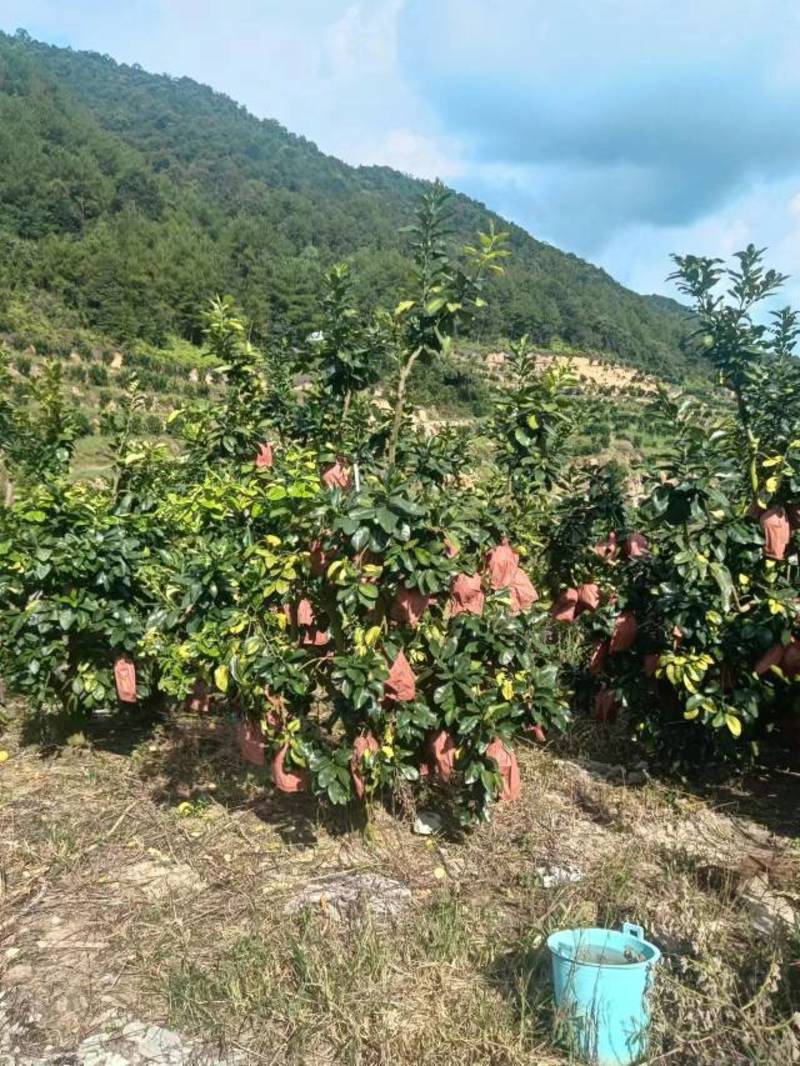 大埔三红柚，7万斤，1.9元