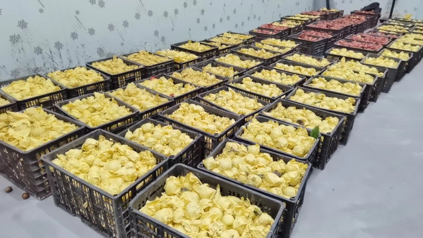 现代化黄金梨分拣流水线,工人正在对金黄色的梨子进行清洗、分级、称重和真空包装,背景有‘有机认证’标识和冷链运输车辆,桌上摆放着印有品牌LOGO的礼盒 黄金梨分拣包装车间