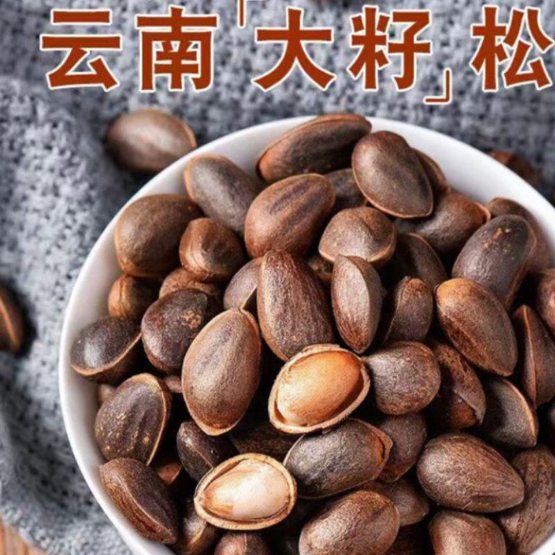 云南落水松子大量上市全国批发可视频看货支持一件代发