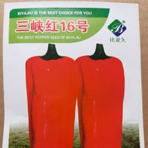 辣椒种子三峡红16号早熟大果甜椒结果多转红快味甜辣