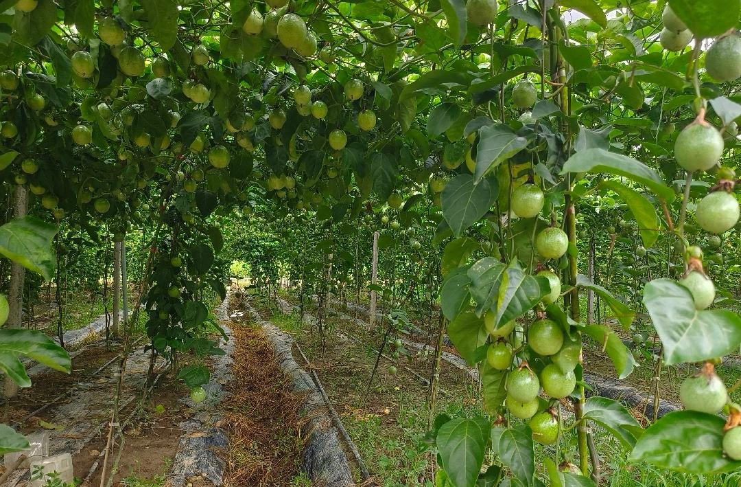 钦蜜9号黄金百香果果园种植场景