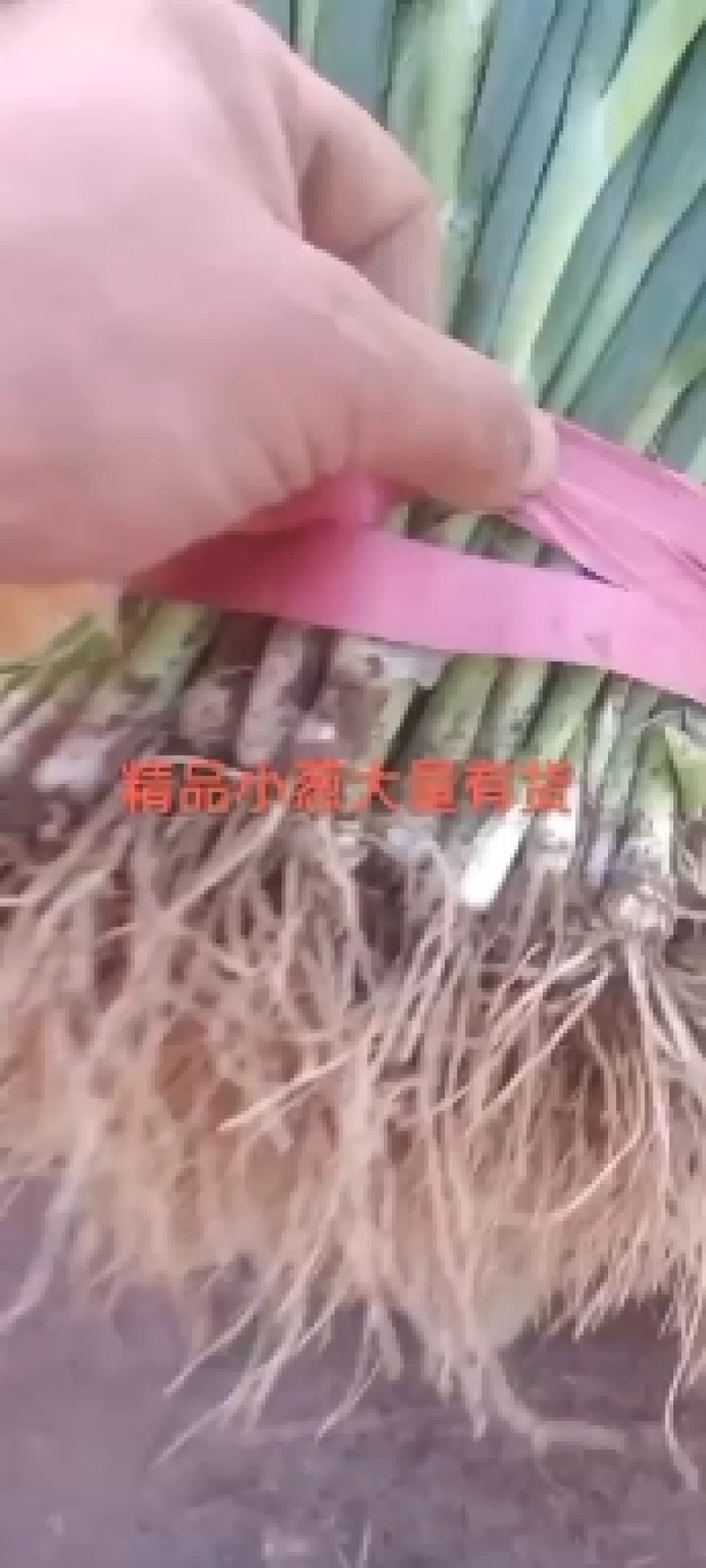 小葱大量上市，