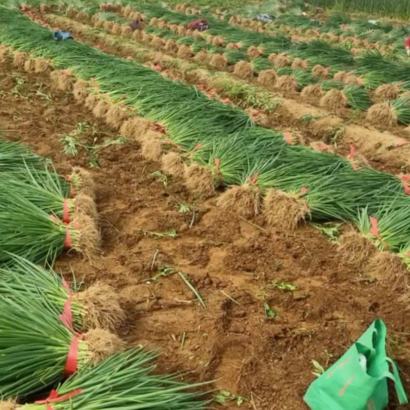 小葱大量上市，