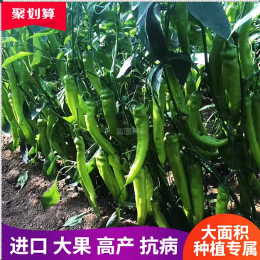 辣椒种子进口抗寒尖椒青黄皮进口抗高温高产抗病牛角羊角种子
