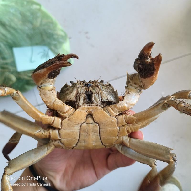 好水养好蟹，好蟹微山湖
