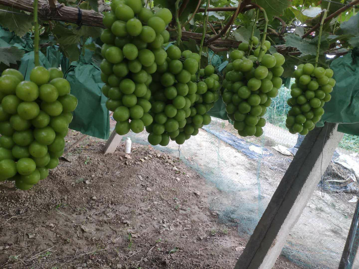 阳光玫瑰葡萄串特写