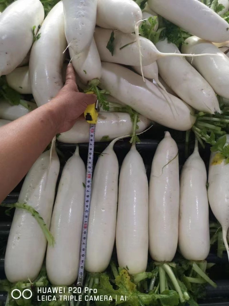 玉露9号大白萝卜种子