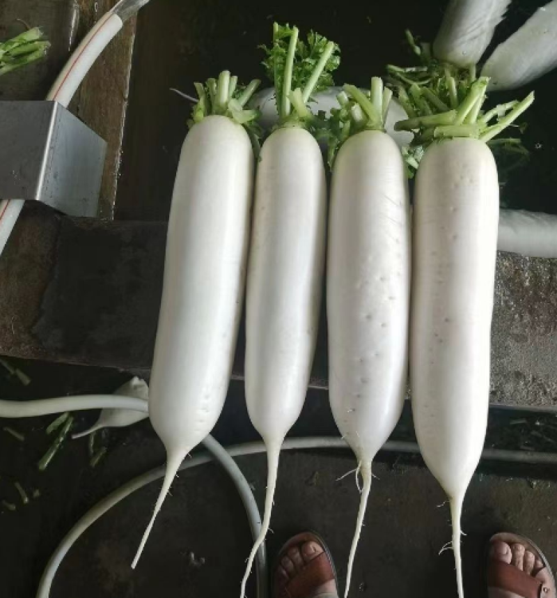 玉露9号大白萝卜种子