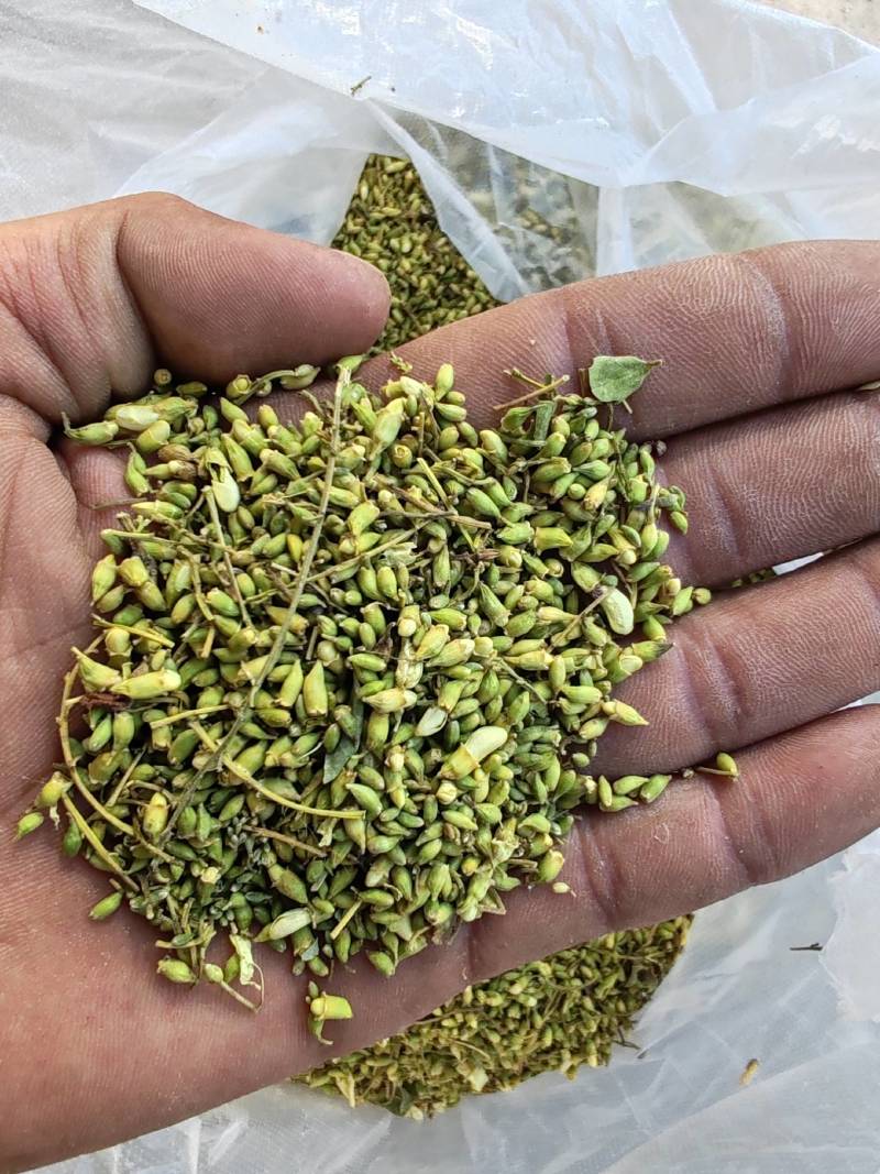 新货精品槐米山西长治货源杂质少单季槐产地直发