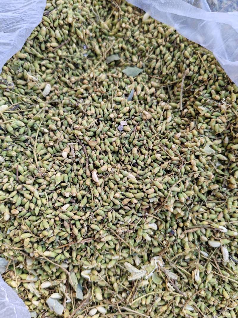 新货精品槐米山西长治货源杂质少单季槐产地直发