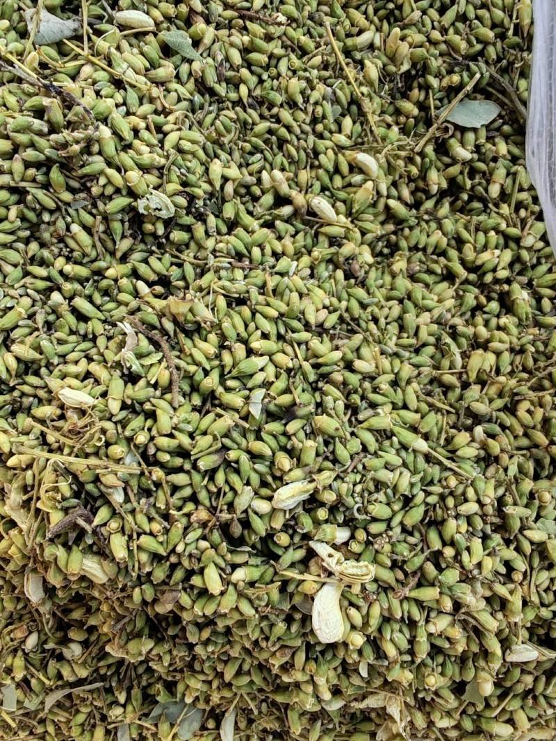 新货精品槐米山西长治货源杂质少单季槐产地直发