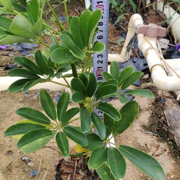 7斤鸭脚木，鹅掌柴，价格优惠，诚信经营，欢迎来电定购.
