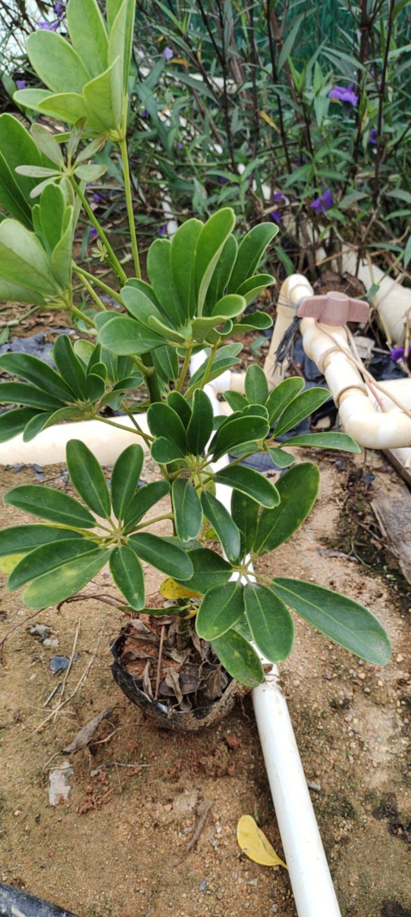 7斤鸭脚木，鹅掌柴，价格优惠，诚信经营，欢迎来电定购.