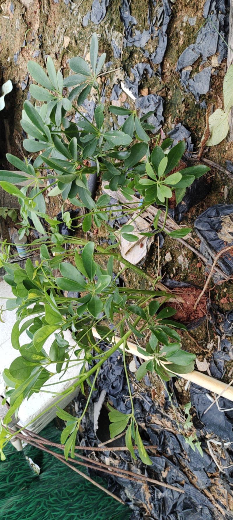 7斤鸭脚木，鹅掌柴，价格优惠，诚信经营，欢迎来电定购.