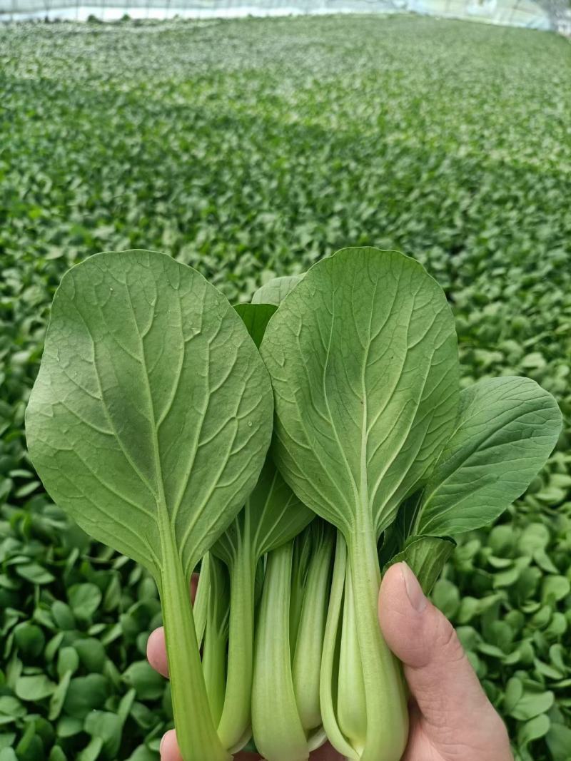 【南通基地】油菜上海青青菜有需求的老板致电