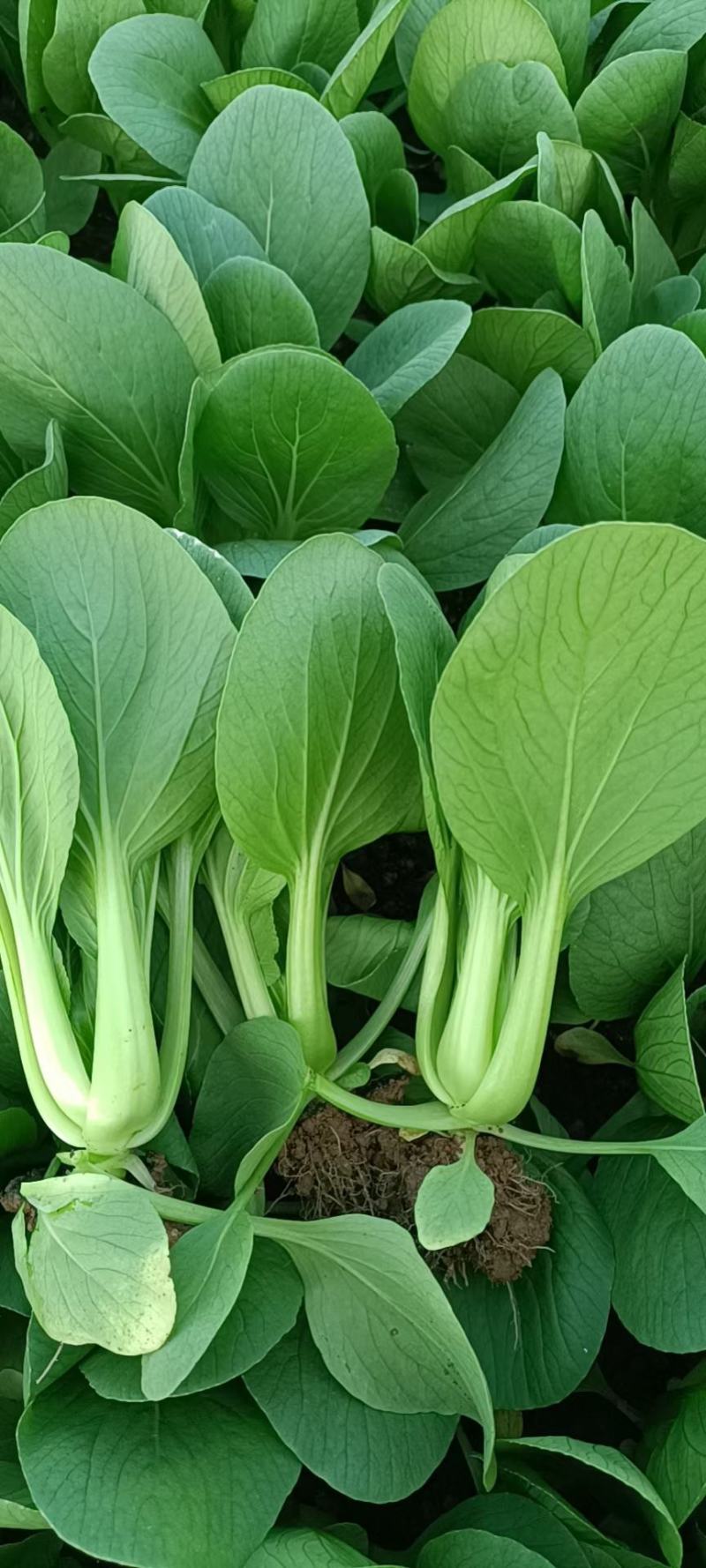 【南通基地】油菜上海青青菜有需求的老板致电