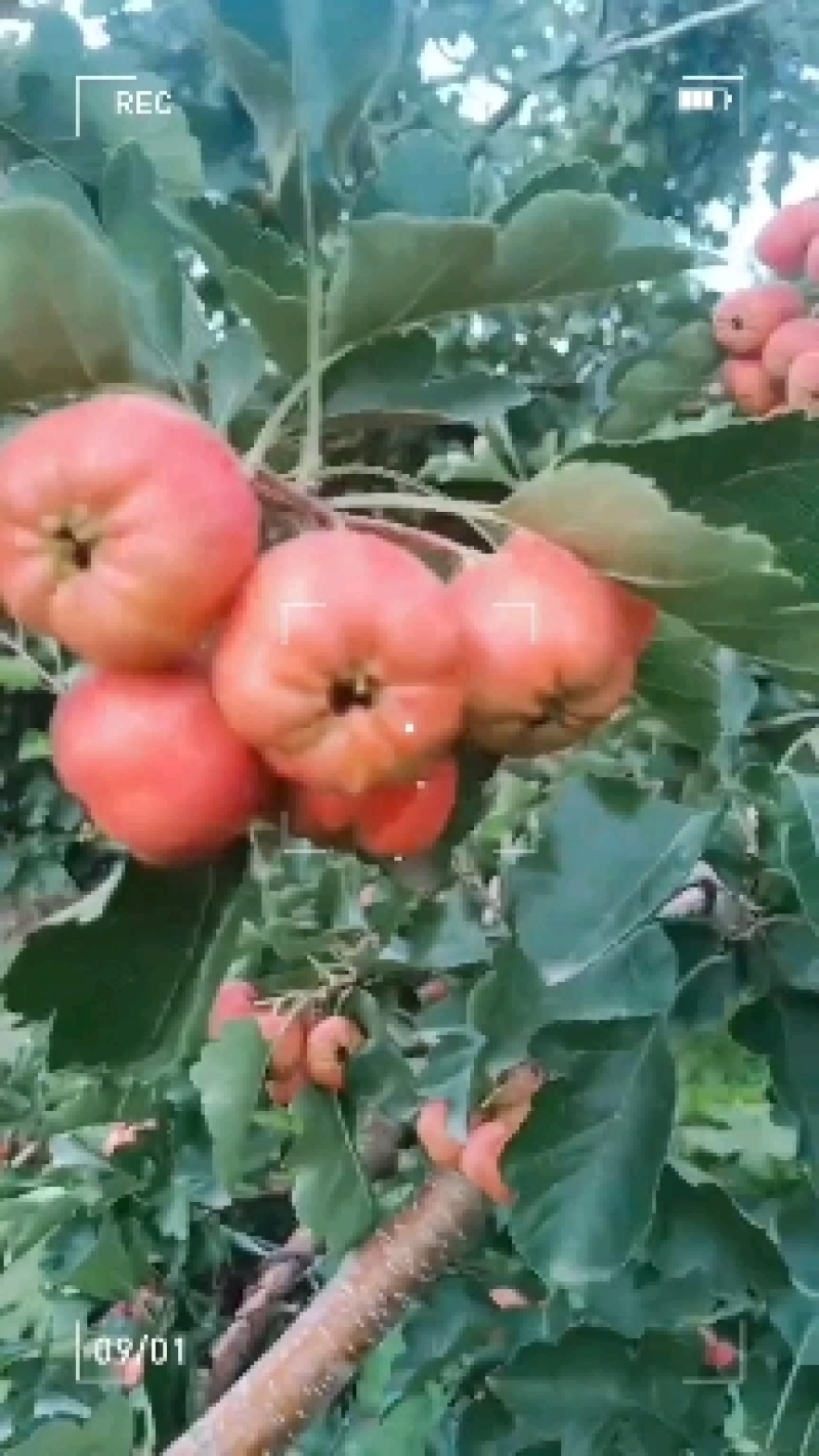棉球罐头果