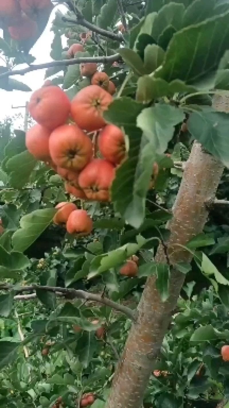 棉球罐头果