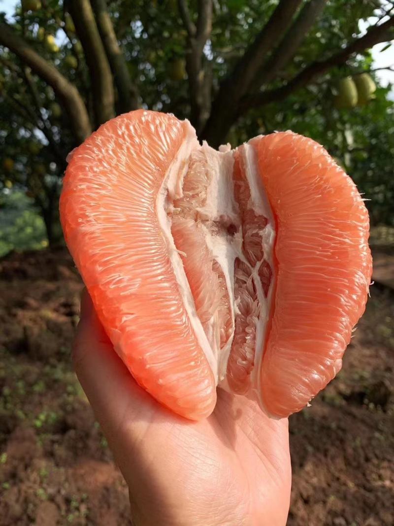 龙安柚