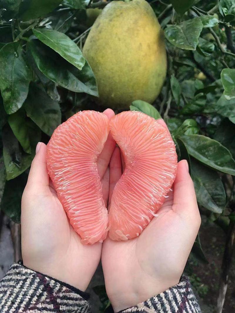 龙安柚