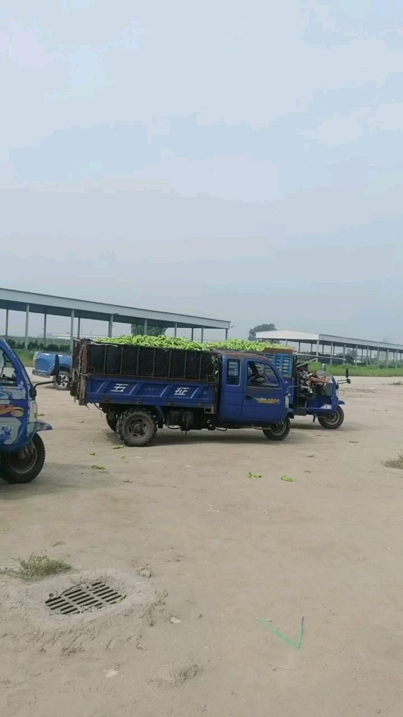 东北辽宁大长剑辣椒尖椒产地直发一手货源价格优惠品质保障
