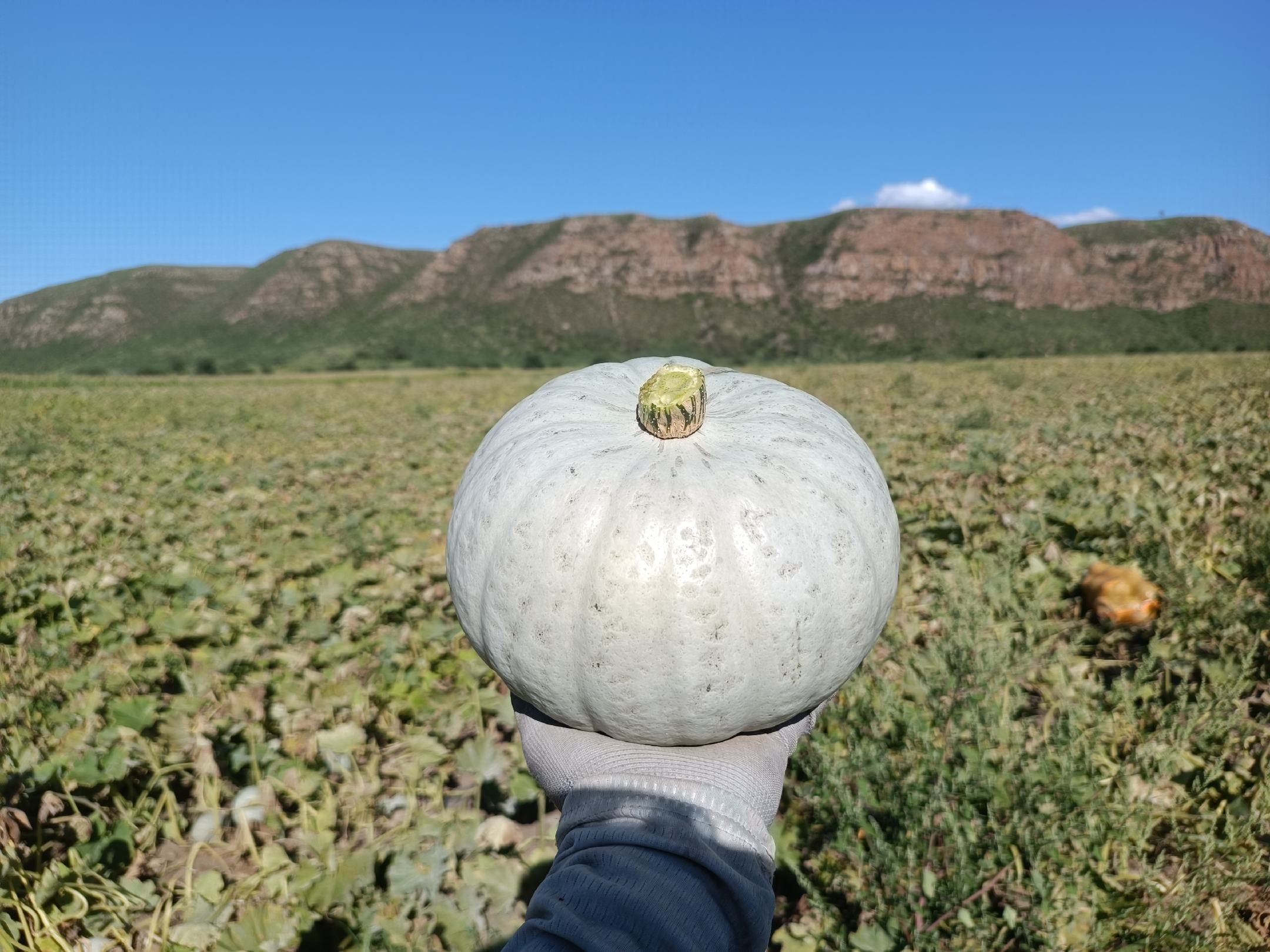 板栗南瓜挑选图