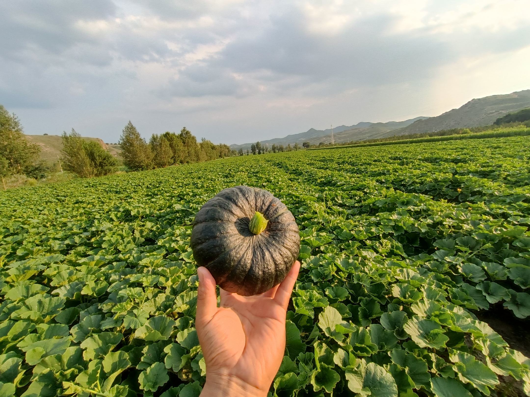 展示农民正在田间采收香芋南瓜,南瓜堆满田边,呈现出丰收的景象,背景为蓝天和农田 香芋南瓜丰收场景