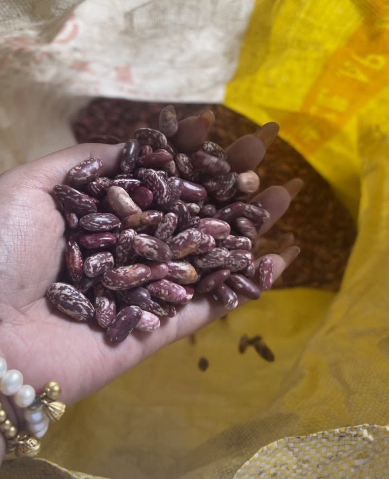 红花豆现货先发货量充足可视频看货代发全国