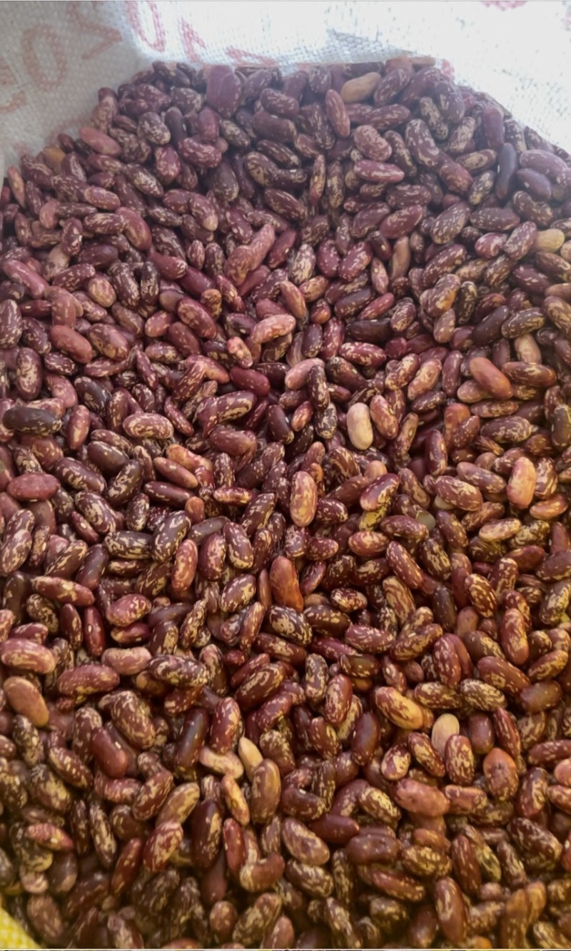 红花豆现货先发货量充足可视频看货代发全国