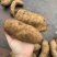 新鲜天麻现挖现发鲜天麻批发红麻杂交天麻一手货源