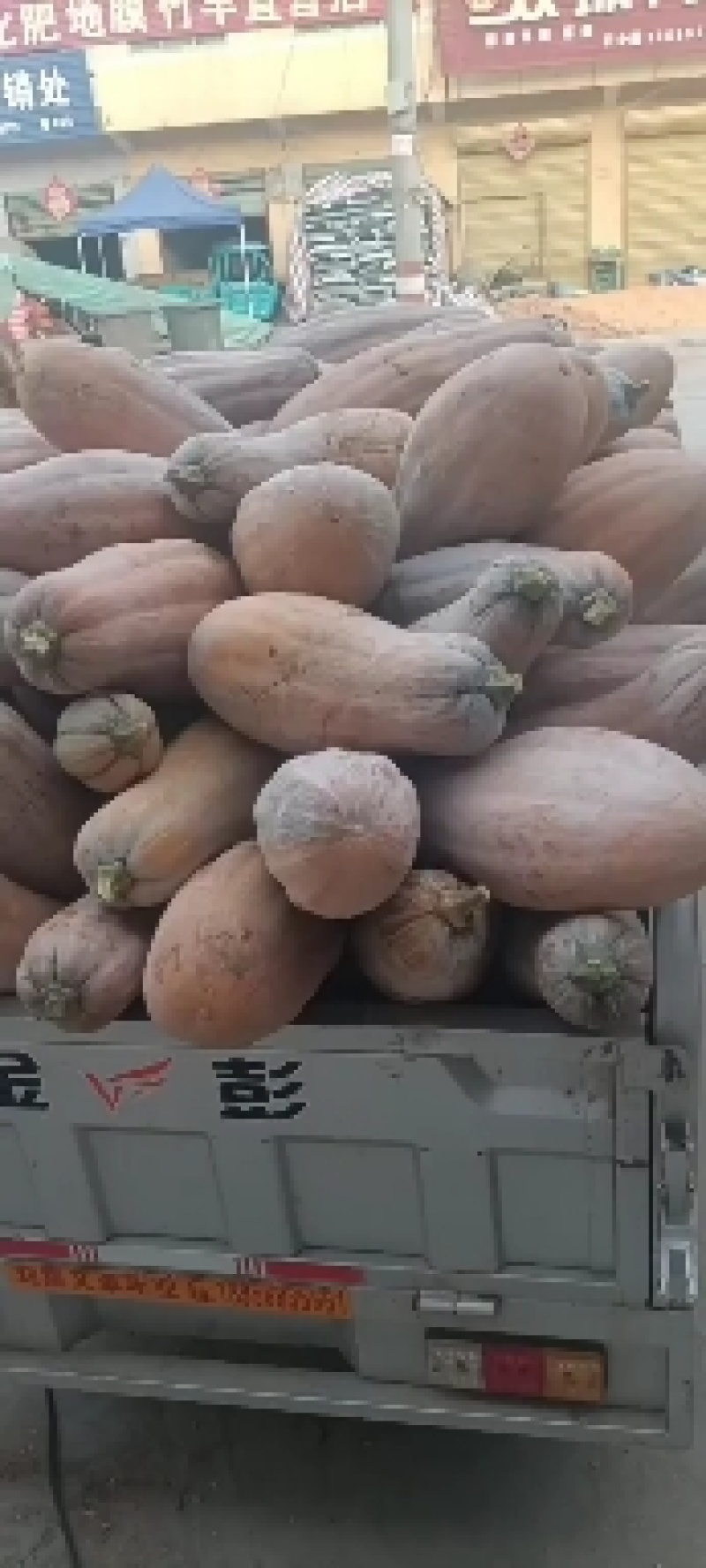 密本南瓜一手货源，产地直发，欢迎新老客户前来购买