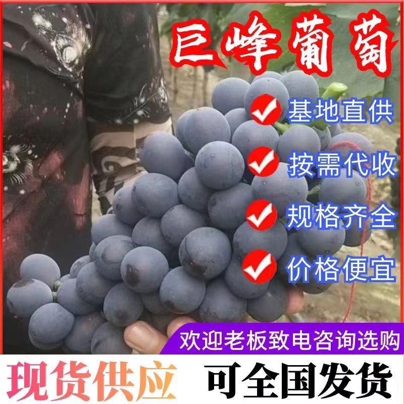 《巨峰葡萄》辽宁葡萄产地现摘现发质量好对接全国