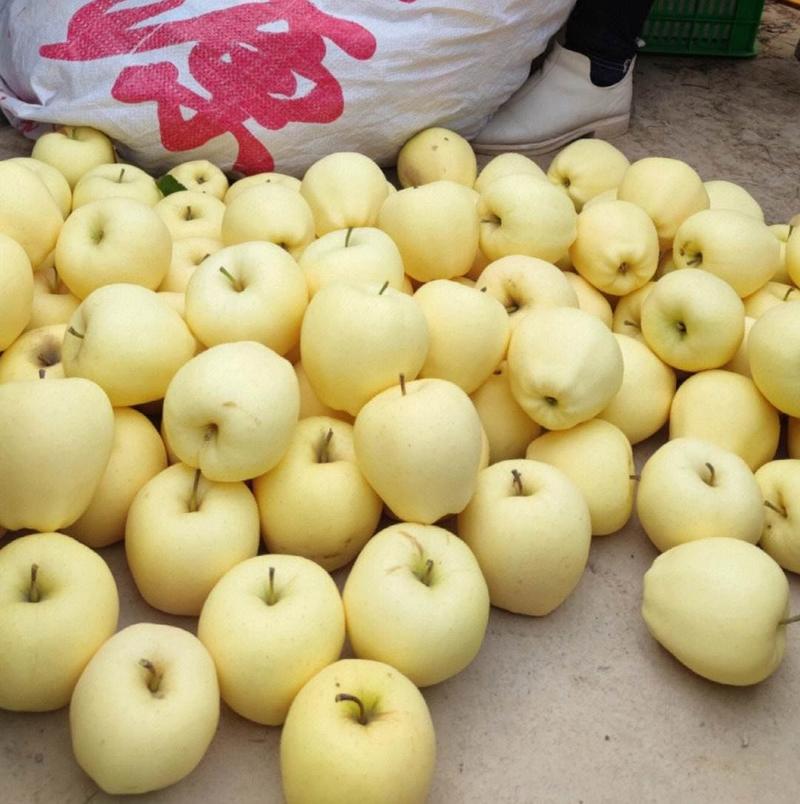 黄元帅苹果辽宁苹果大量现货供应现摘现发代发全国