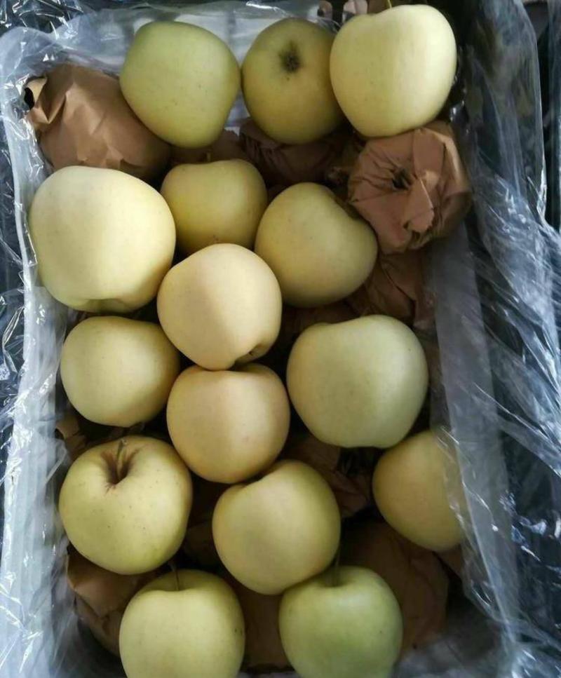 黄元帅苹果辽宁苹果大量现货供应现摘现发代发全国