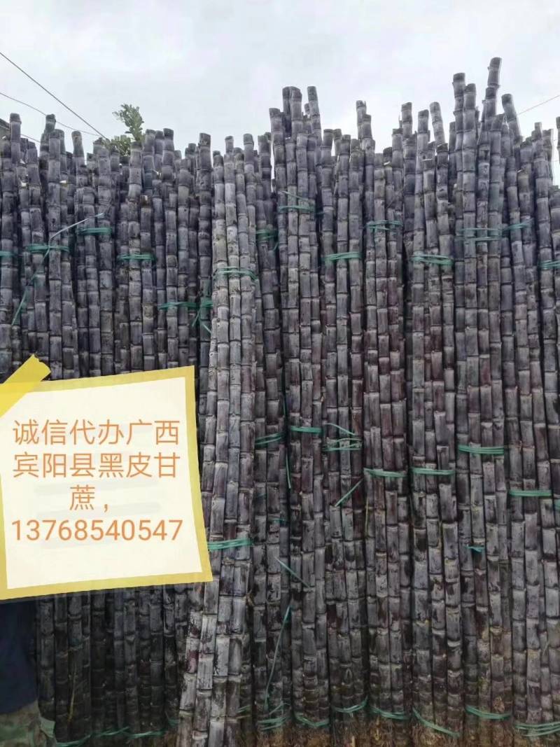 诚信代办宾阳县产区黑皮甘蔗
