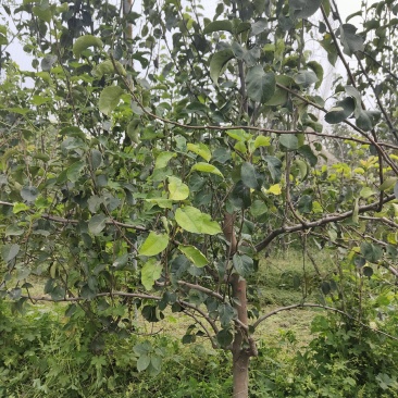 梨树