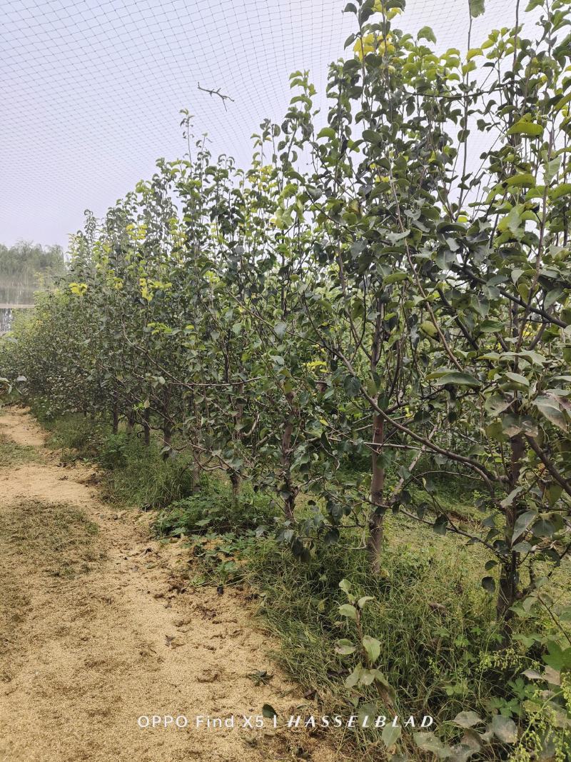 梨树