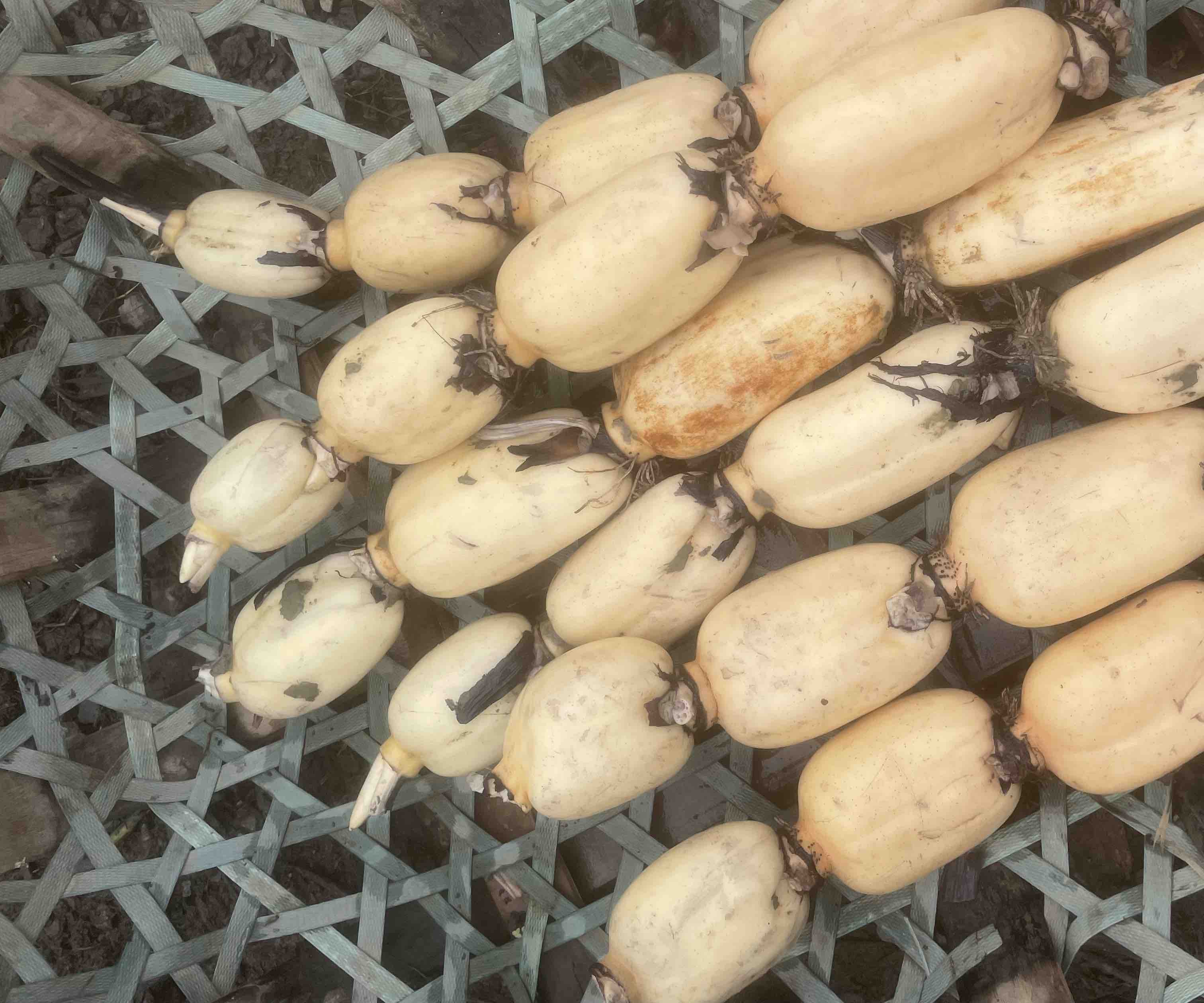 鄂莲六号与其他白莲藕品种对比图