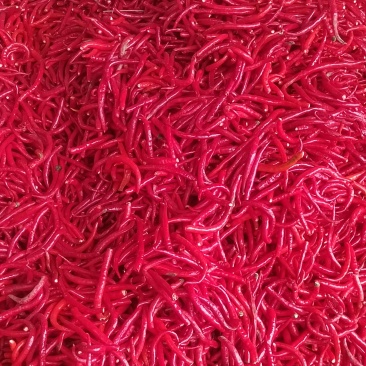 山西忻州产地红线椒L3辣椒
