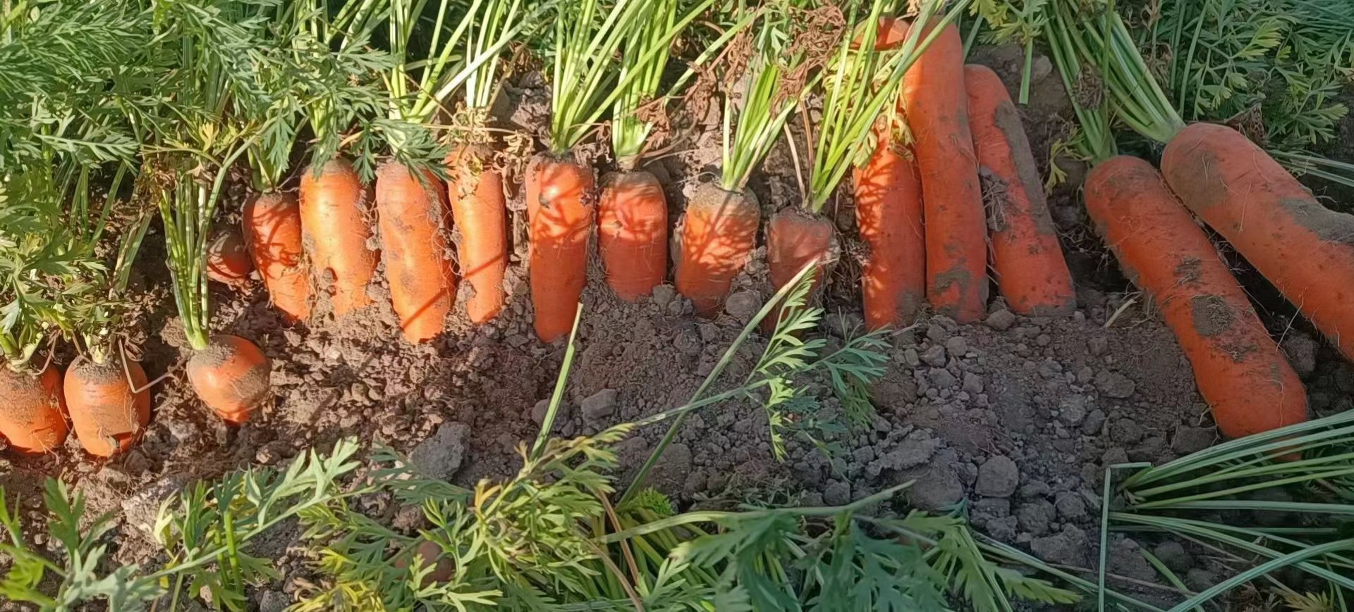 胡萝卜收获与商品根分级现场图