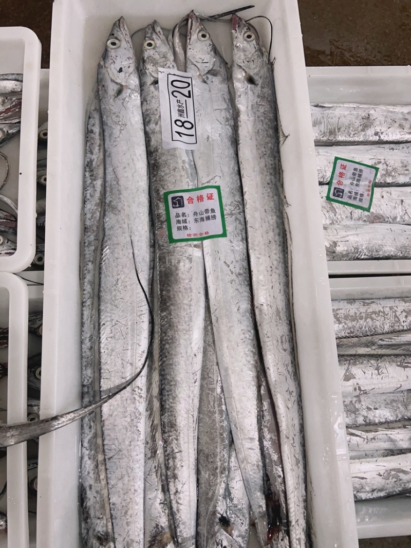 舟山小眼睛礼盒带鱼，价格优惠，精品带鱼。