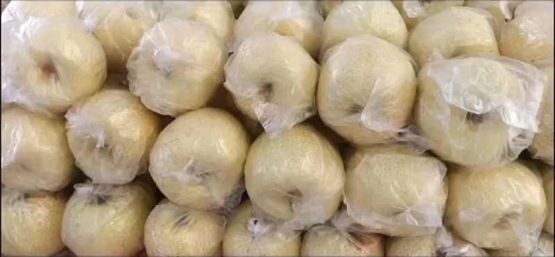 江苏丰县酥梨