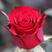 高原红玫瑰鲜花小玫瑰山东鲜花中秋国庆婚礼送女朋友表白生日