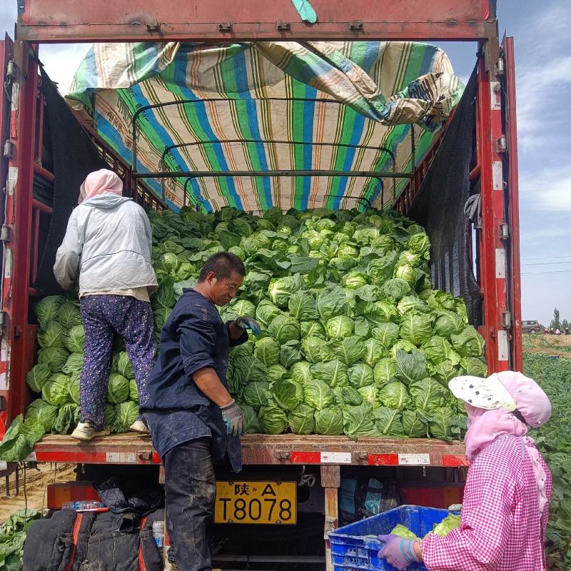精品甘蓝电商市场都可走，需要的联系