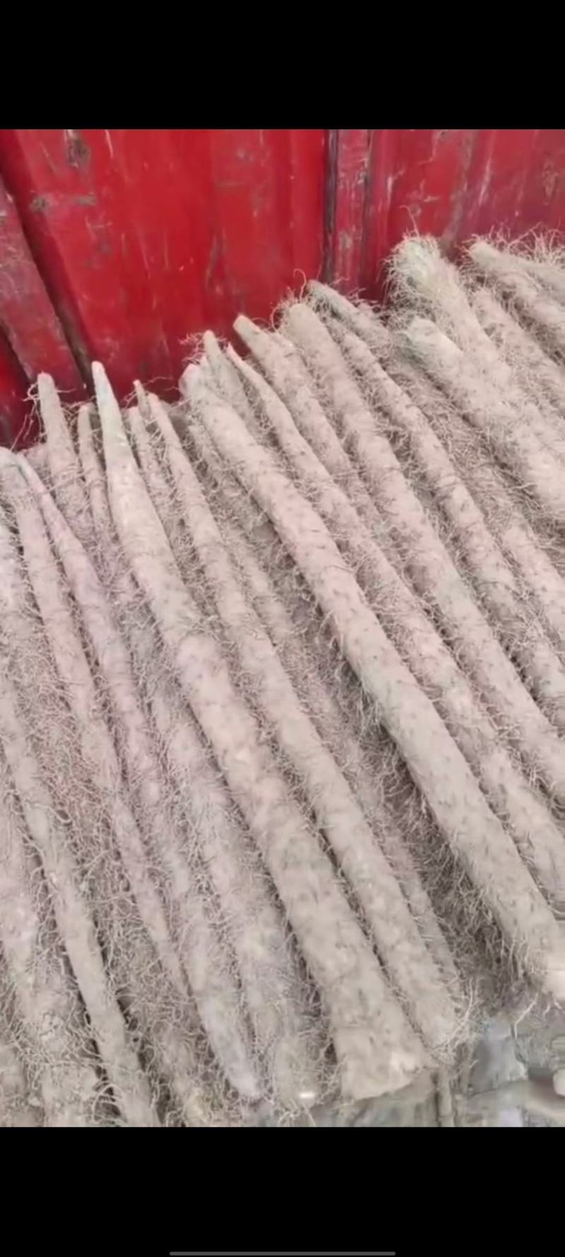 大量供应宁夏沙漠白玉面山药，新货上市产地直销，价格美丽